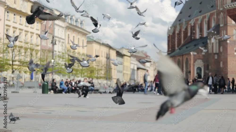 Pigeons on market square of Krakow, Poland Pigeons on market square of Krakow, Poland