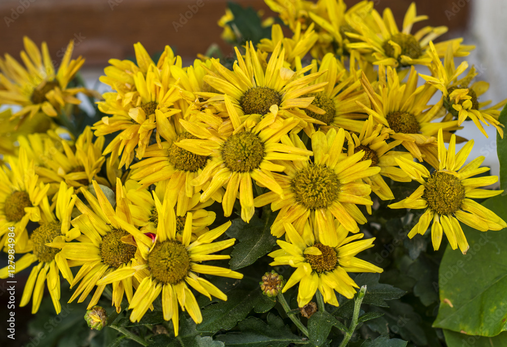 yellow daisy yellow daisy