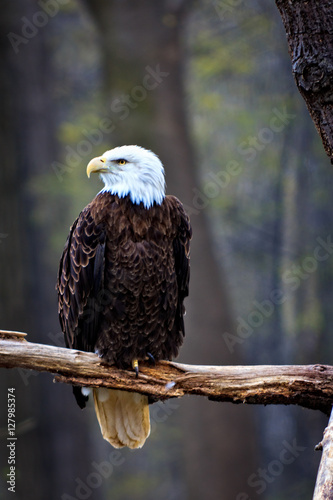 Bald Eagle perched on a branch