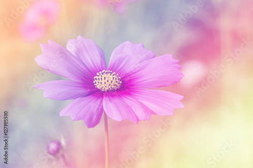 Cosmos flowers