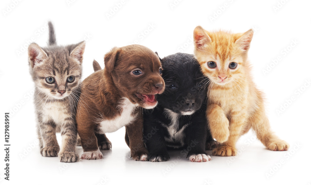 Kittens and puppies.