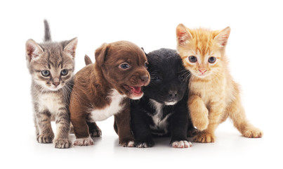 Kittens and puppies.