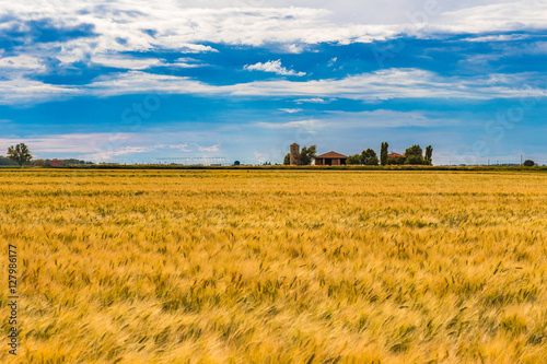 wheat fields