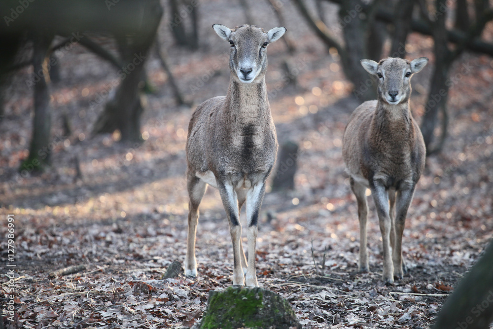 Fototapeta premium Deers standing in the forest looking in the camera