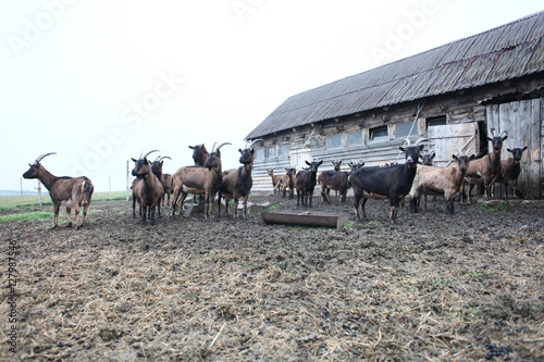 Fotografie Goats on the barnyard