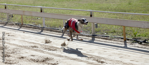 Fotografie Greyhound running fast on the stadion