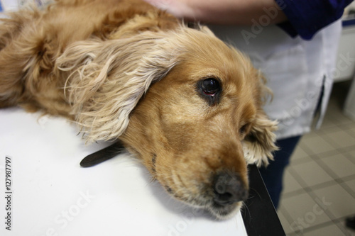 Spaniel at the veterinary
