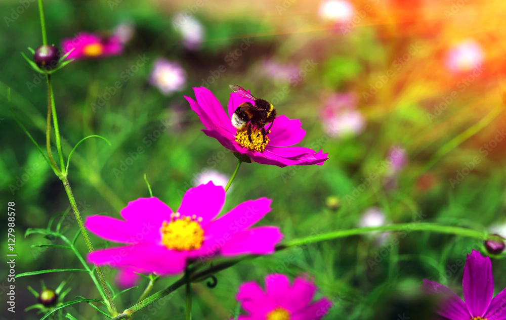 insect bumble bee pollinates flower at sunset. insect bumble bee pollinates flower at sunset.