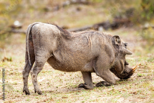 Warthog Grazing in Africa