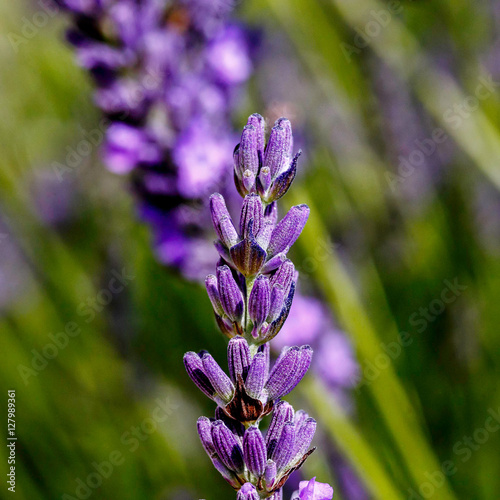 Lavendar