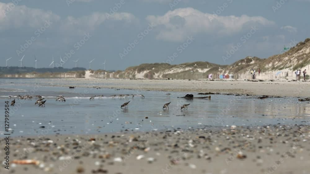 Low angle shot of sanderlings -or sandpipers- feeding in the surf on a sunny beach.