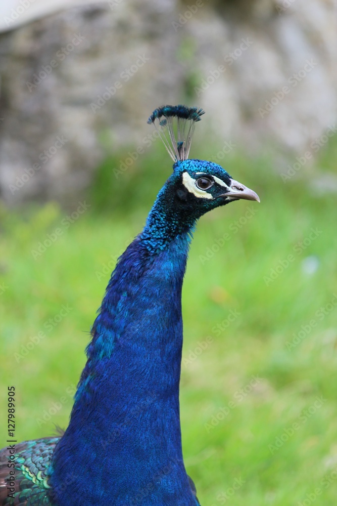 Indian bird peacock Indian bird peacock