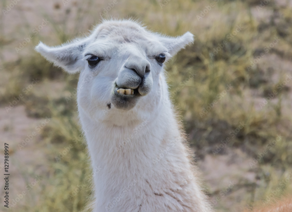 White lama