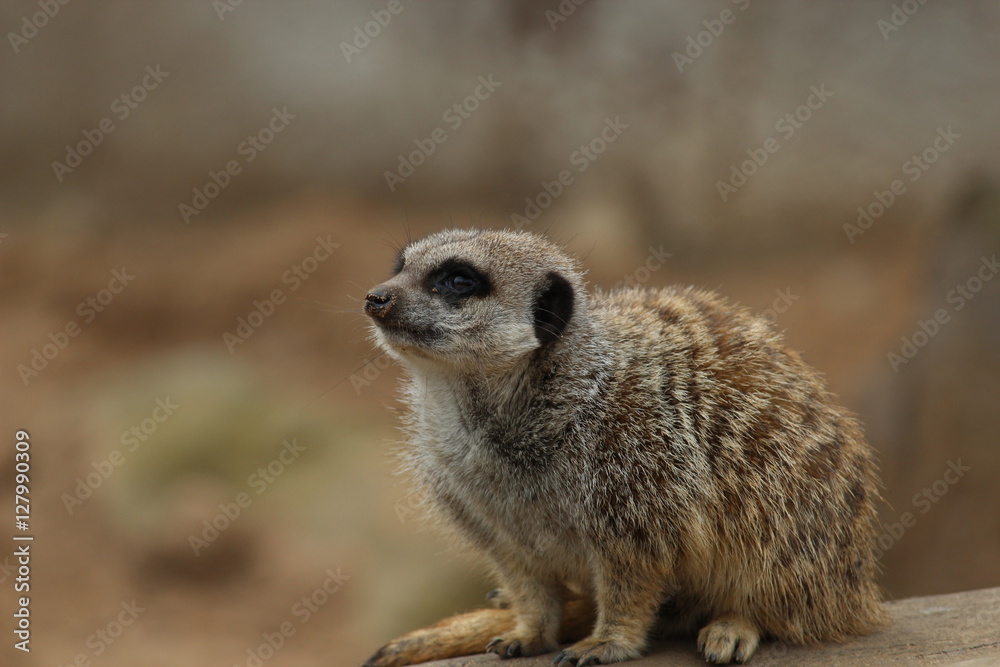 Fototapeta premium Meerkat