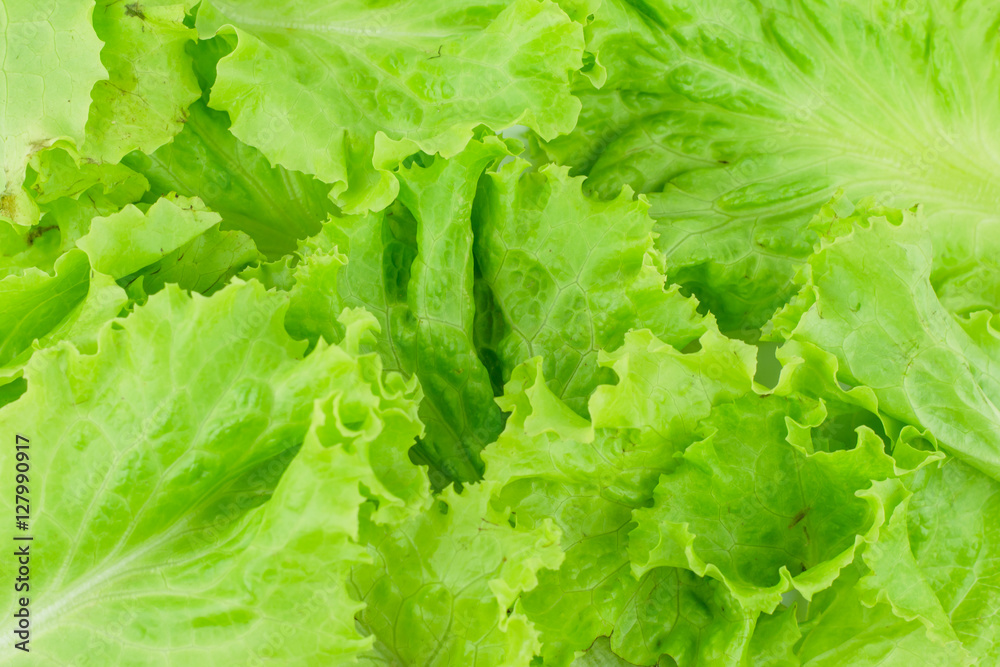 Salad leaf. Lettuce isolated on white background. Salad leaf. Lettuce isolated on white background.