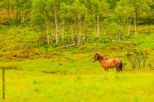Fototapeta Naklejka Na Ścianę i Meble -  Horse on pasture.