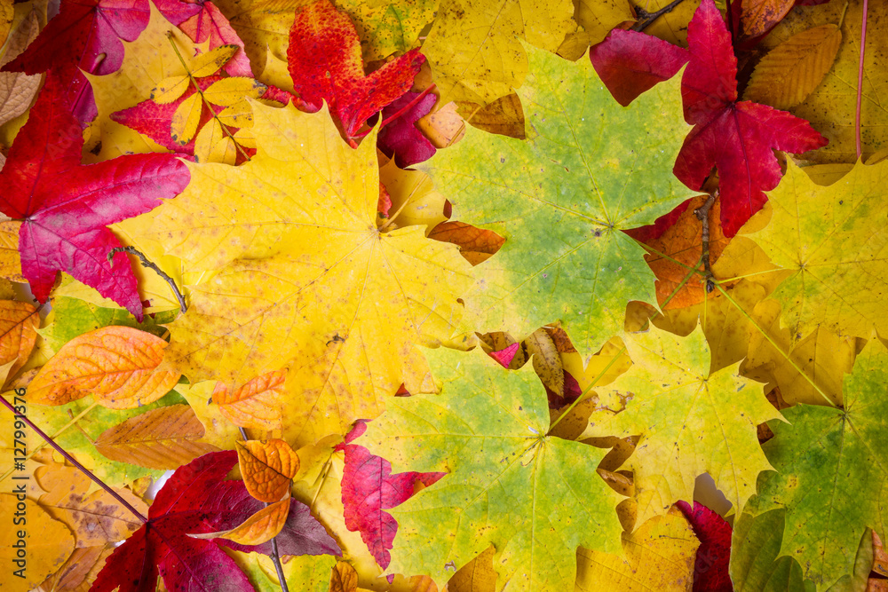 Fall leaves background. autumn leaves Fall leaves background. autumn leaves