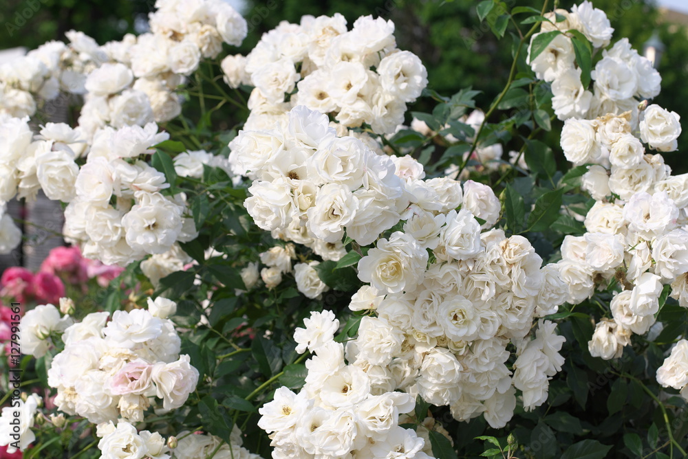 薔薇