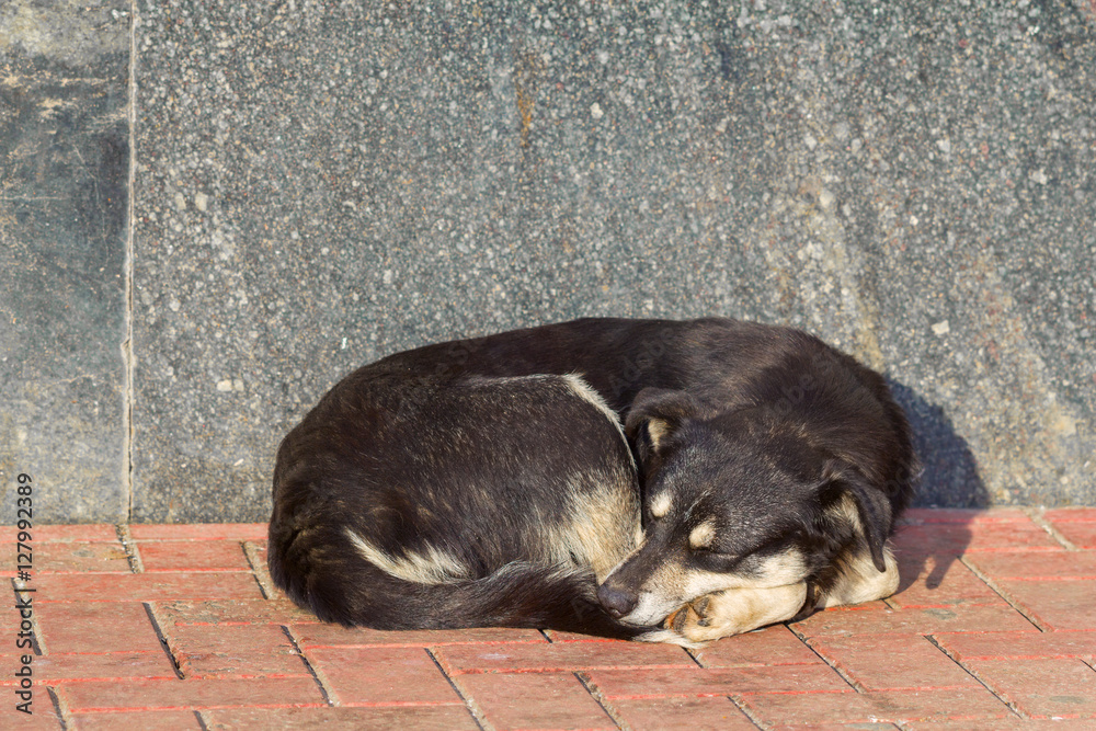 Deadly tired sleeping black and white mongrel dog on pavement Deadly tired sleeping black and white mongrel dog on pavement