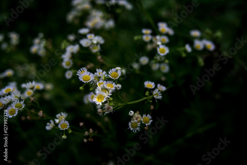 Philadelphia fleabane photo