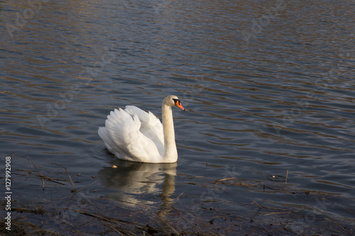 Fototapeta Naklejka Na Ścianę i Meble -  swan