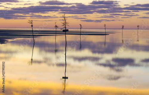 Cape Cod Clam Trees at Orleans Rock Harbor  photo