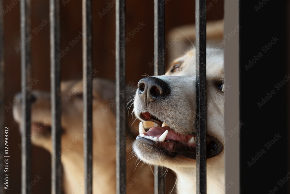 Portrait of homeless dog in animal shelter cage - obrazy, fototapety, plakaty 