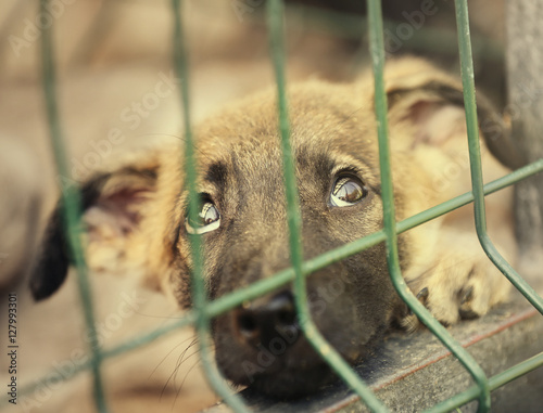 Obraz na płótnie Portrait of homeless puppy in animal shelter cage