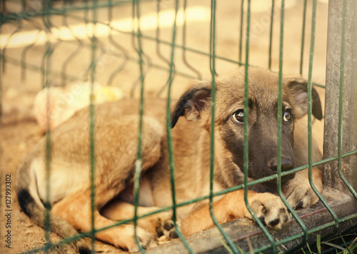 Fototapeta Naklejka Na Ścianę i Meble -  Little homeless puppy in animal shelter cage