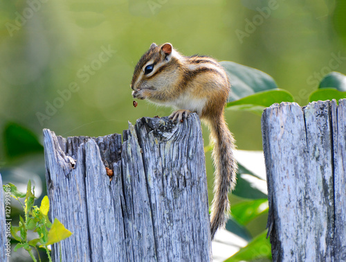 Chipmunk small striped rodent of the squirrel family. The photo Siberian chipmunk.