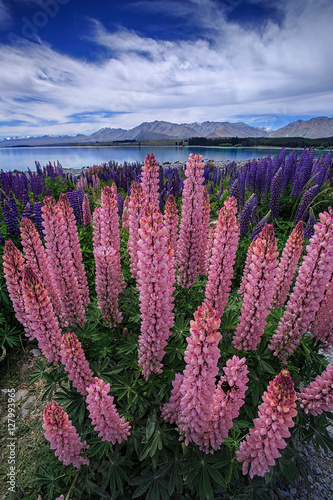 Spring Luipins (lupinus polyphyllus) at Lake Tekapo