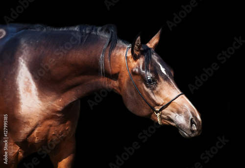 portrait of beautiful bay arabian colt at black background © anakondasp