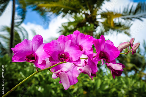 orchid in natural