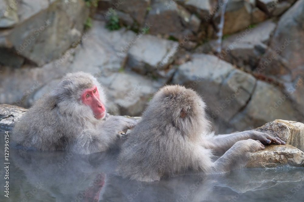 Obraz premium 温泉に入るお猿 地獄谷