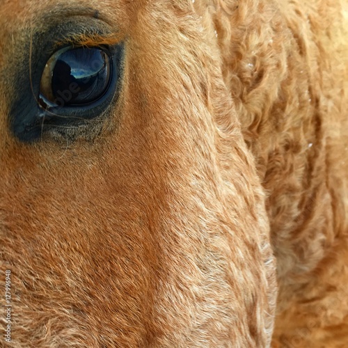 глаз лошади забайкальской кучерявой породы