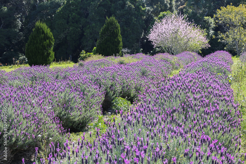 Fototapeta premium Australian lavender field