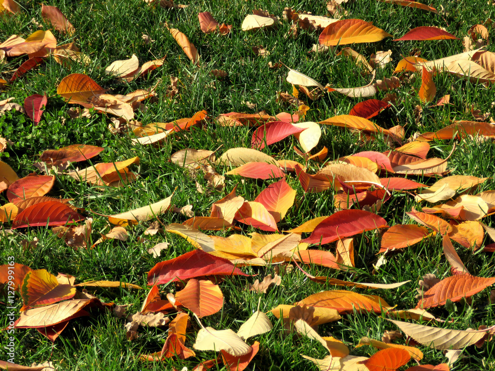 Toronto University Trinity College autumn leaves 2016
