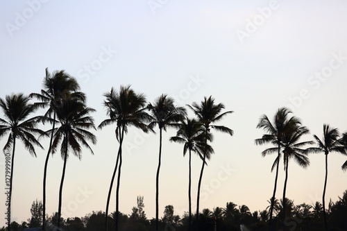 palmier coucher de soleil