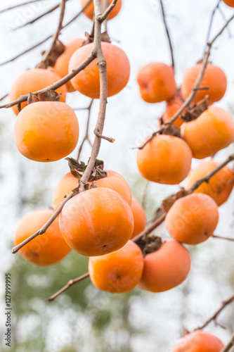 Ripe persimmon on a tree in winter
