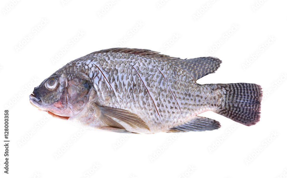 Fototapeta premium Gutted, scaled and sliced Nile Tilapia fish on white background