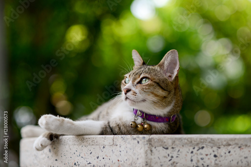 Fototapeta Naklejka Na Ścianę i Meble -  Tabby laying on side on granite table with greenish background