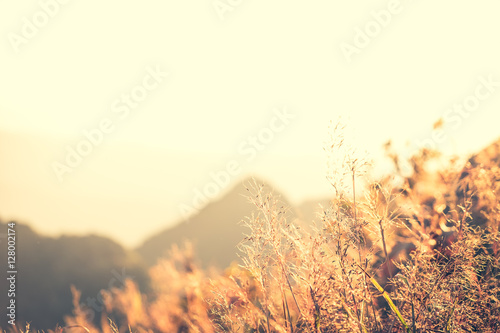 Close up top of grass in the autumn. copy space with vintage style