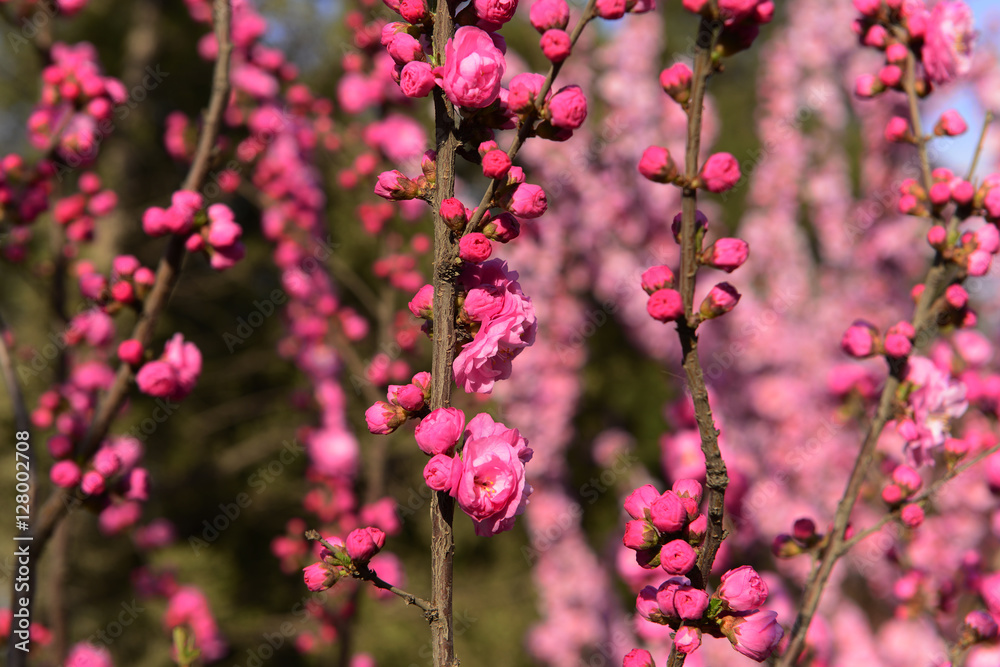 In full bloom in the peach blossom In full bloom in the peach blossom