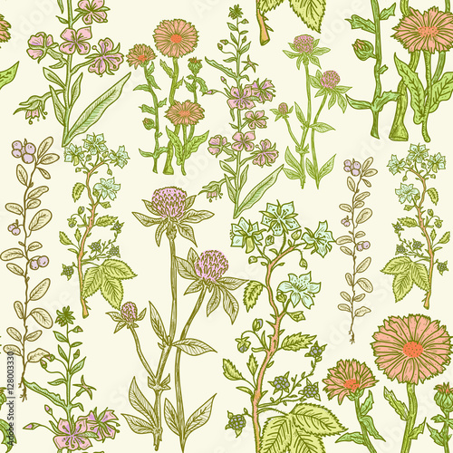 Seamless vintage herbal pattern, medicinal herbs and plants