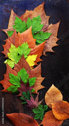 Thanksgiving background with colorful maple leaf
