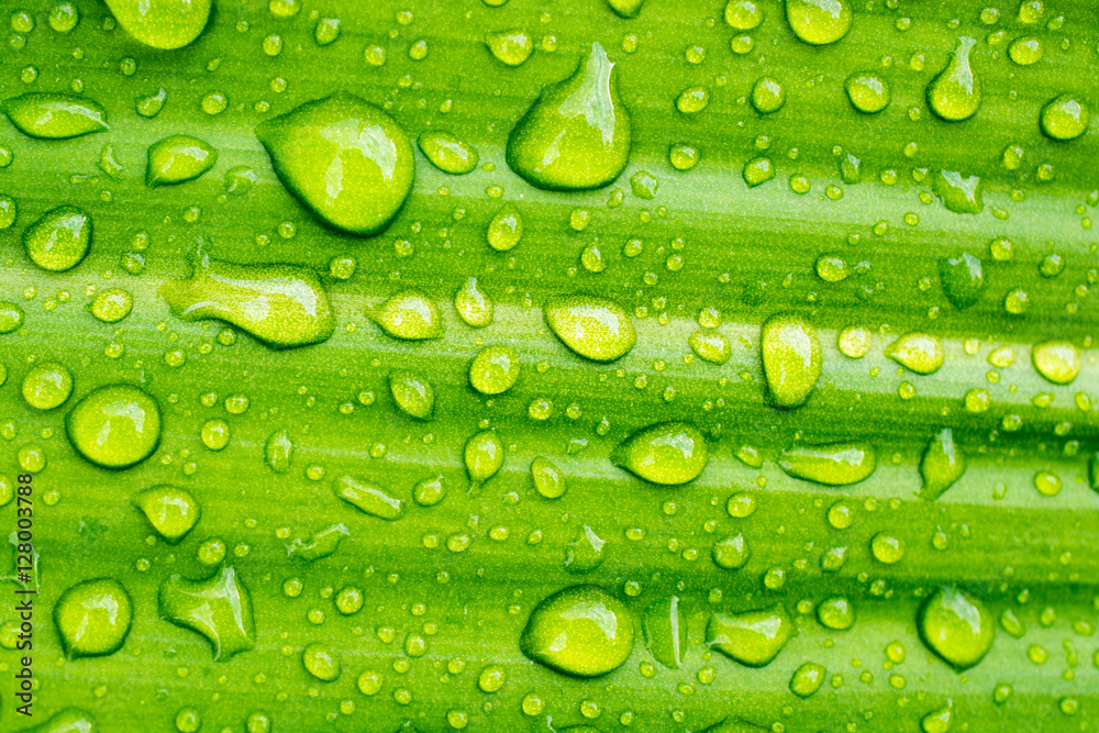 Bright, clear water drops on fresh green wood is very beautiful