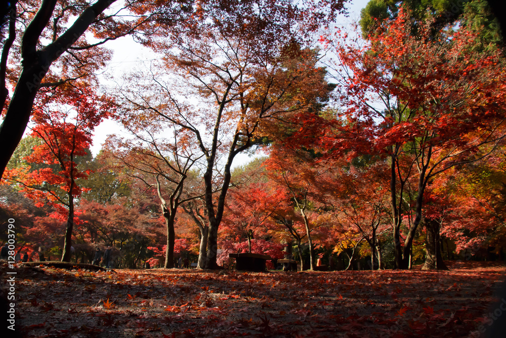 Autumnal leaves forest