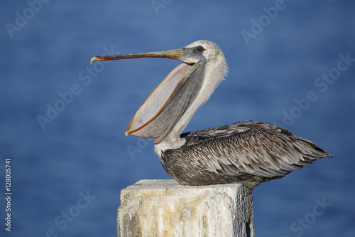 Immature Brown Pelican Yawning on a Dock Piling - Florida