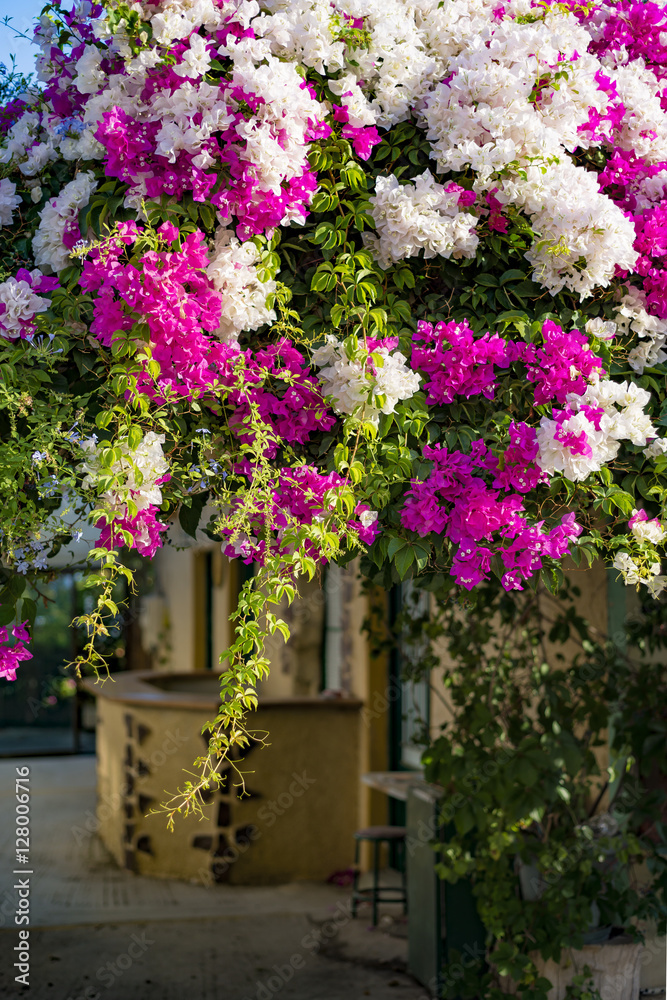 Branches of beautiful pink and white bougainvillea flowers in a mediterranean environment