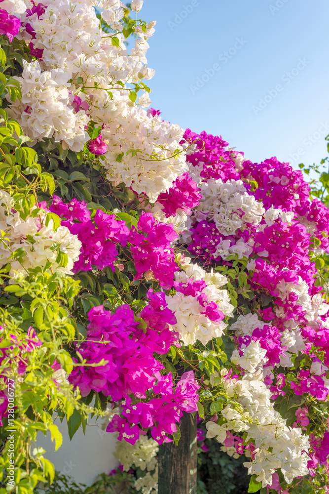 Obraz premium Beautiful big bougainvilleas branches full with pink and white blooming flowers against a nice blue gradient sky background, very narrow depth of field shot.